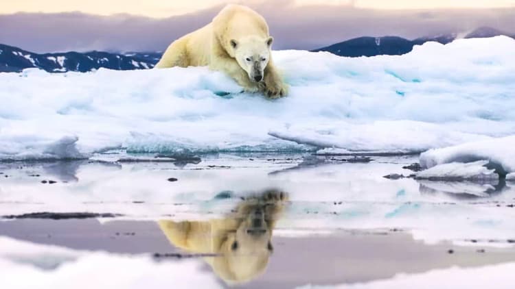 Frozen Planet II Poster