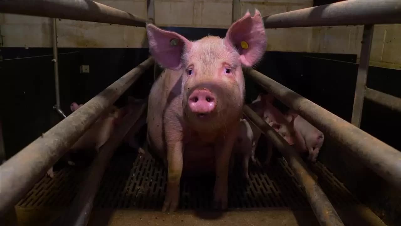 Pignorant Backdrop