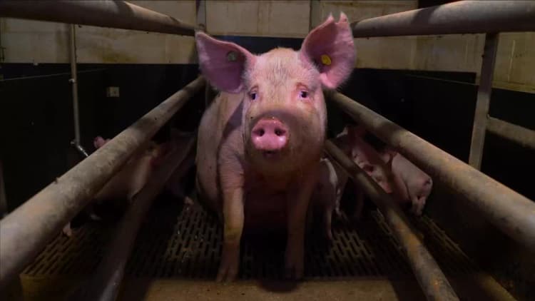 Pignorant Poster