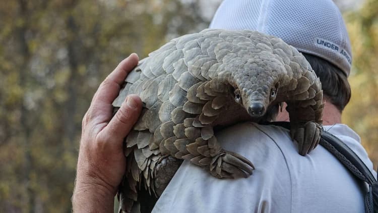 Pangolin: Kulu's Journey Poster