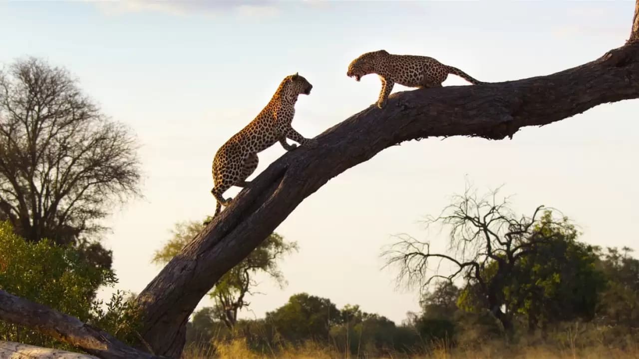 Living with Leopards Backdrop