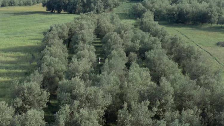 Through the Olive Trees Poster