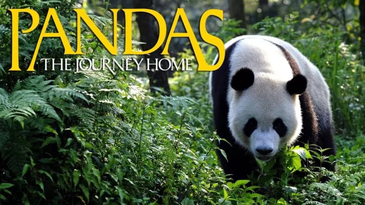Pandas: The Journey Home Poster