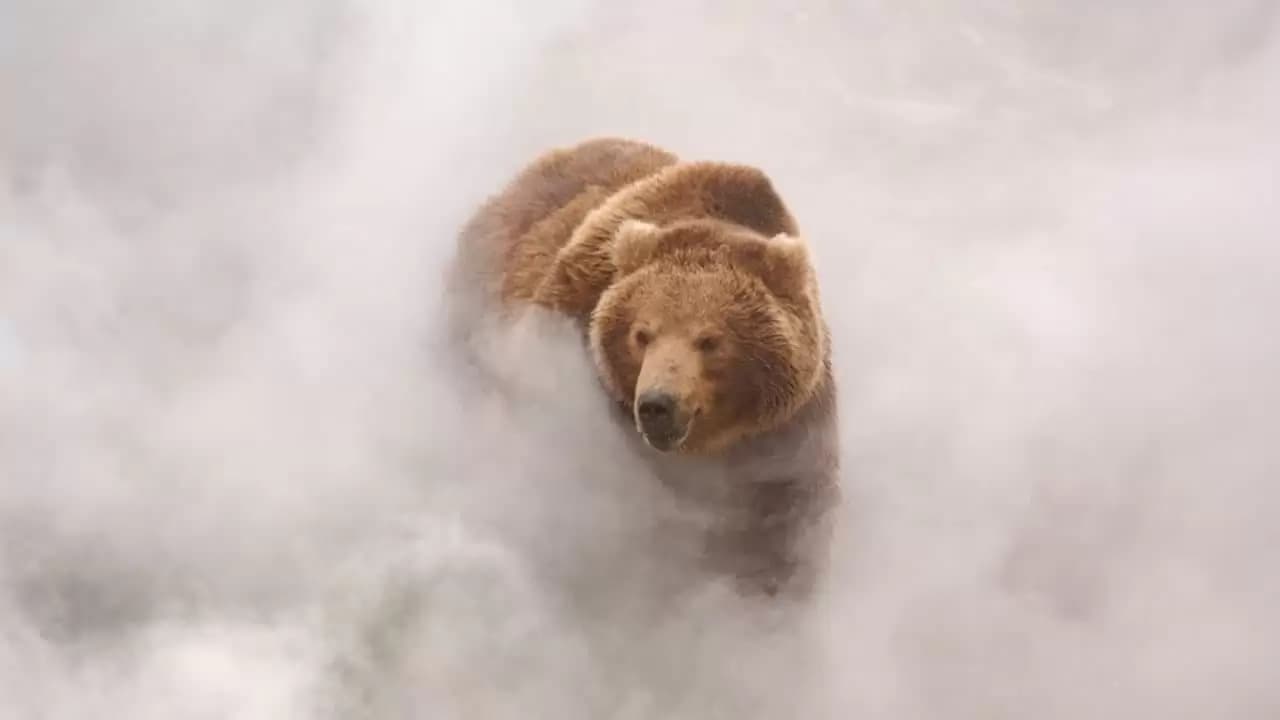 Land of the Bears Backdrop