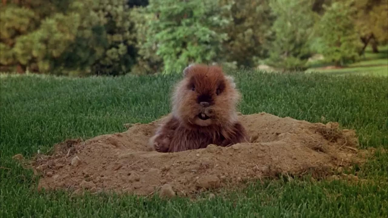 Caddyshack Backdrop