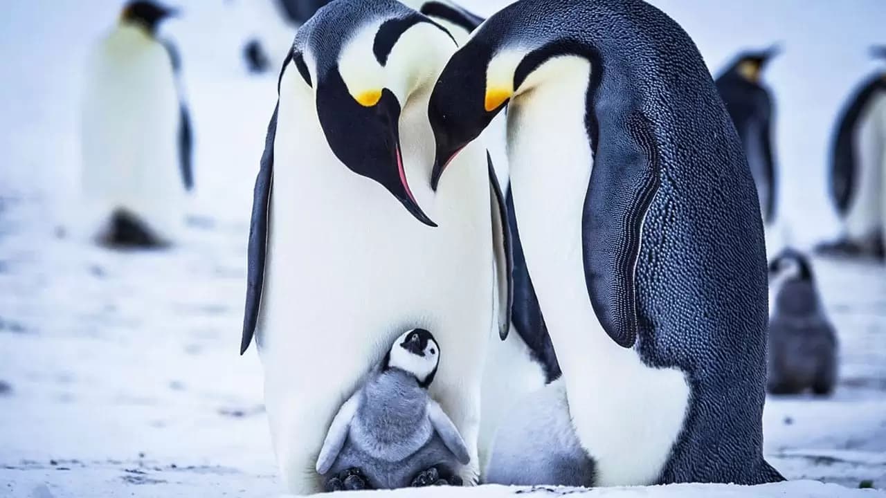 Snow Chick: A Penguin's Tale Backdrop