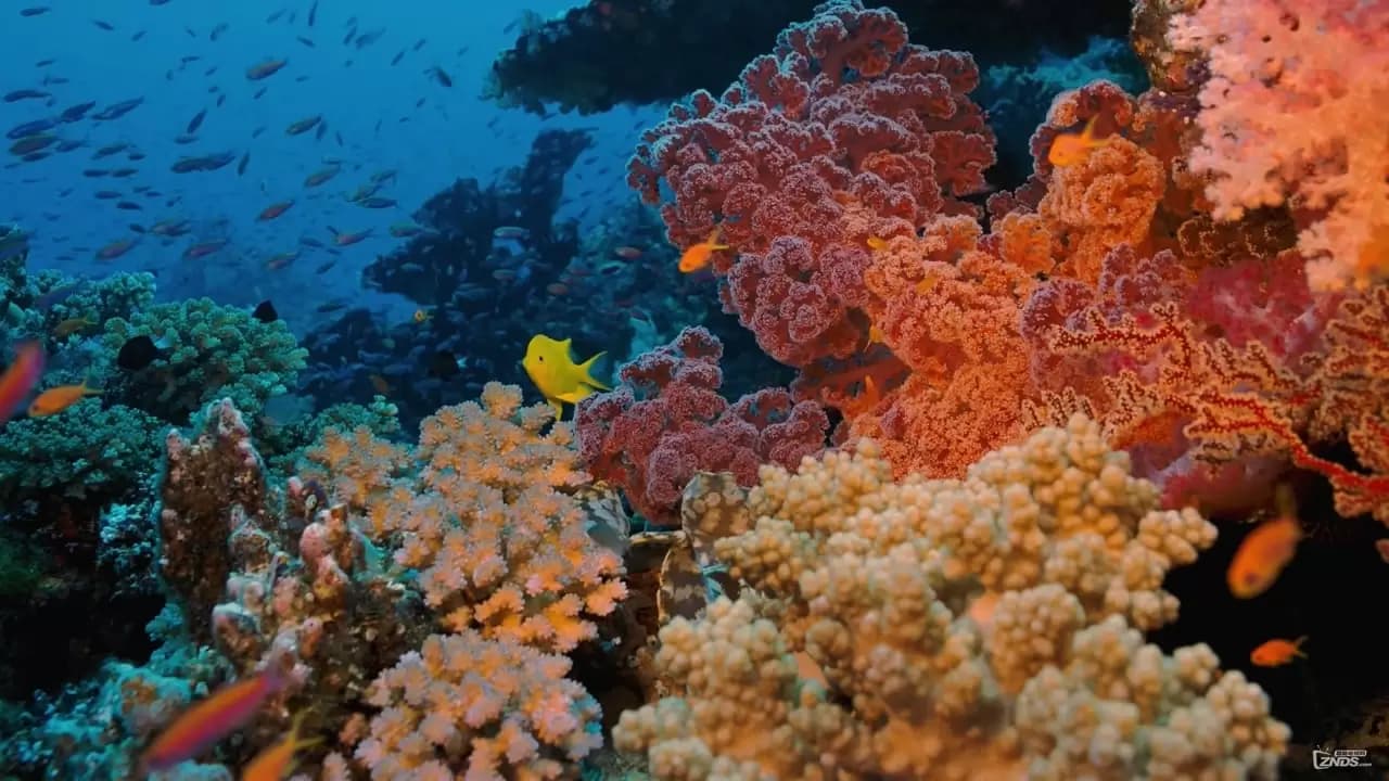 Coral Reef Adventure Backdrop