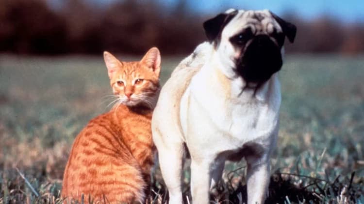 The Adventures of Milo and Otis Poster