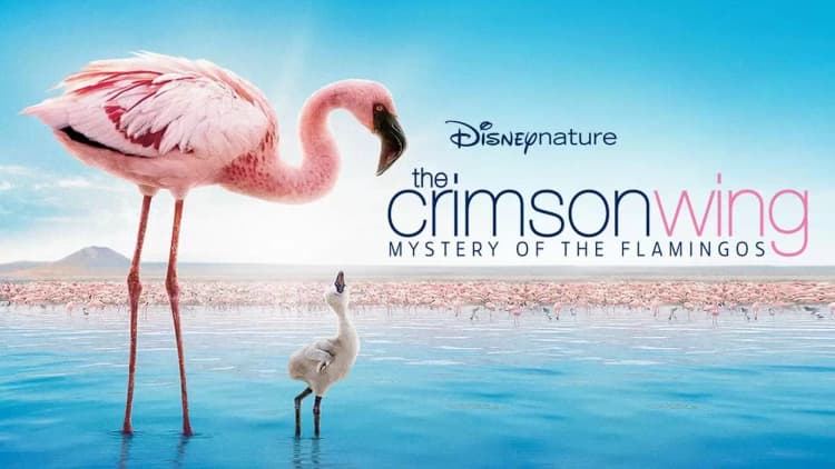 The Crimson Wing: Mystery of the Flamingos Poster