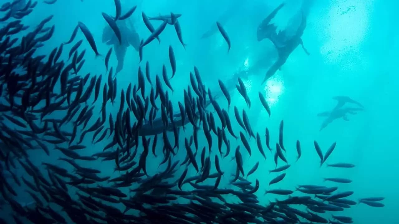 Wild Ocean Backdrop