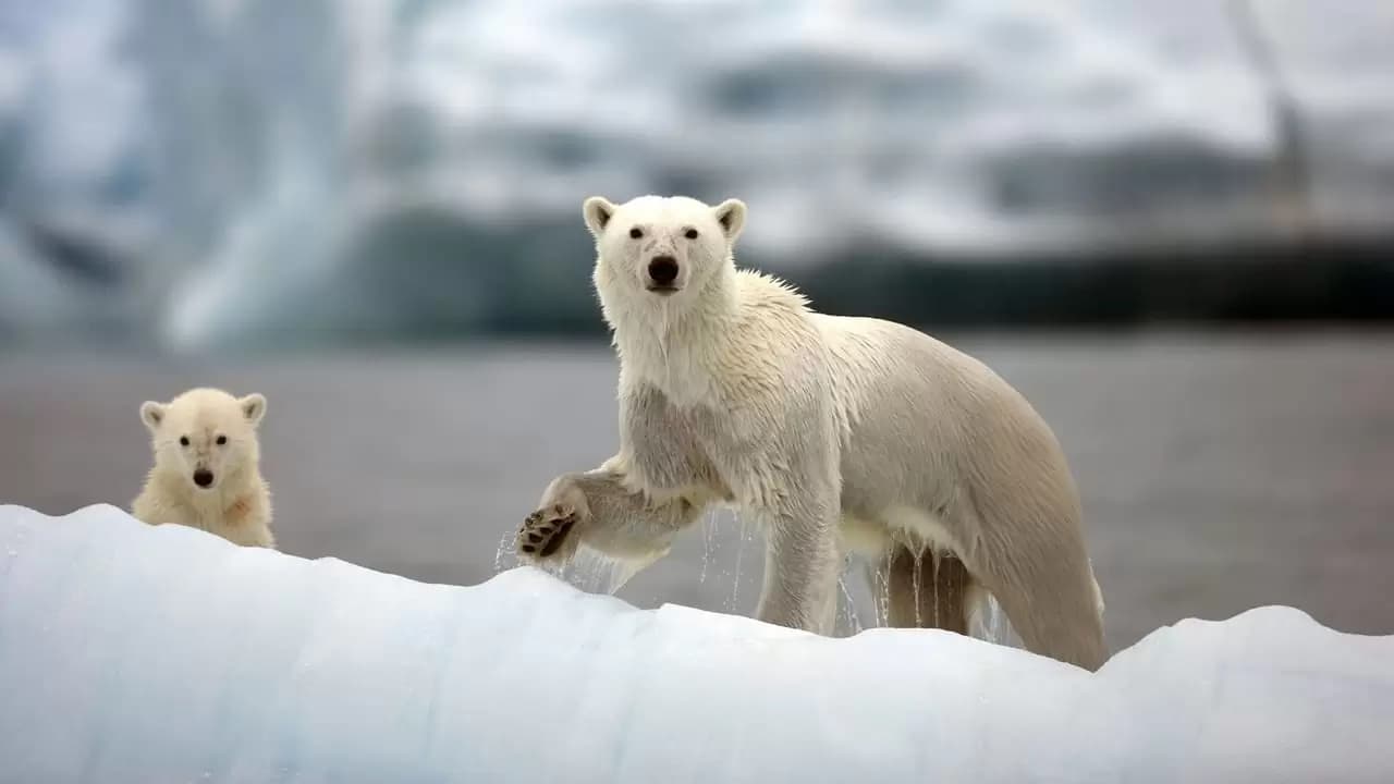 Nature's Most Amazing Events Backdrop