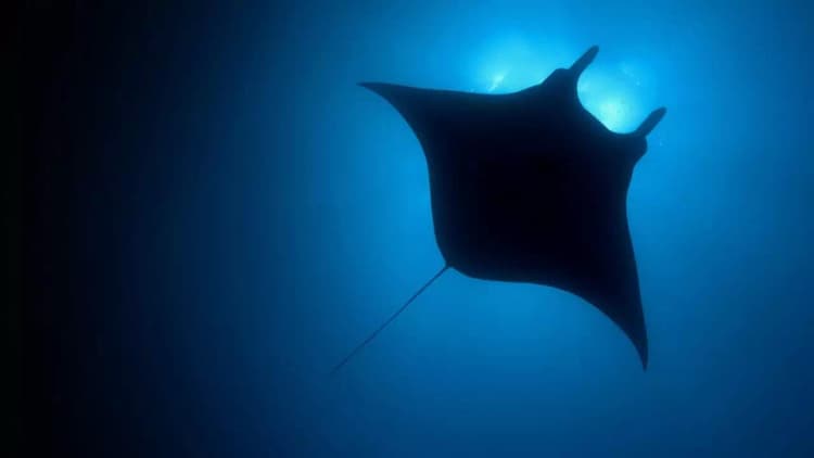 The Blue Planet Poster