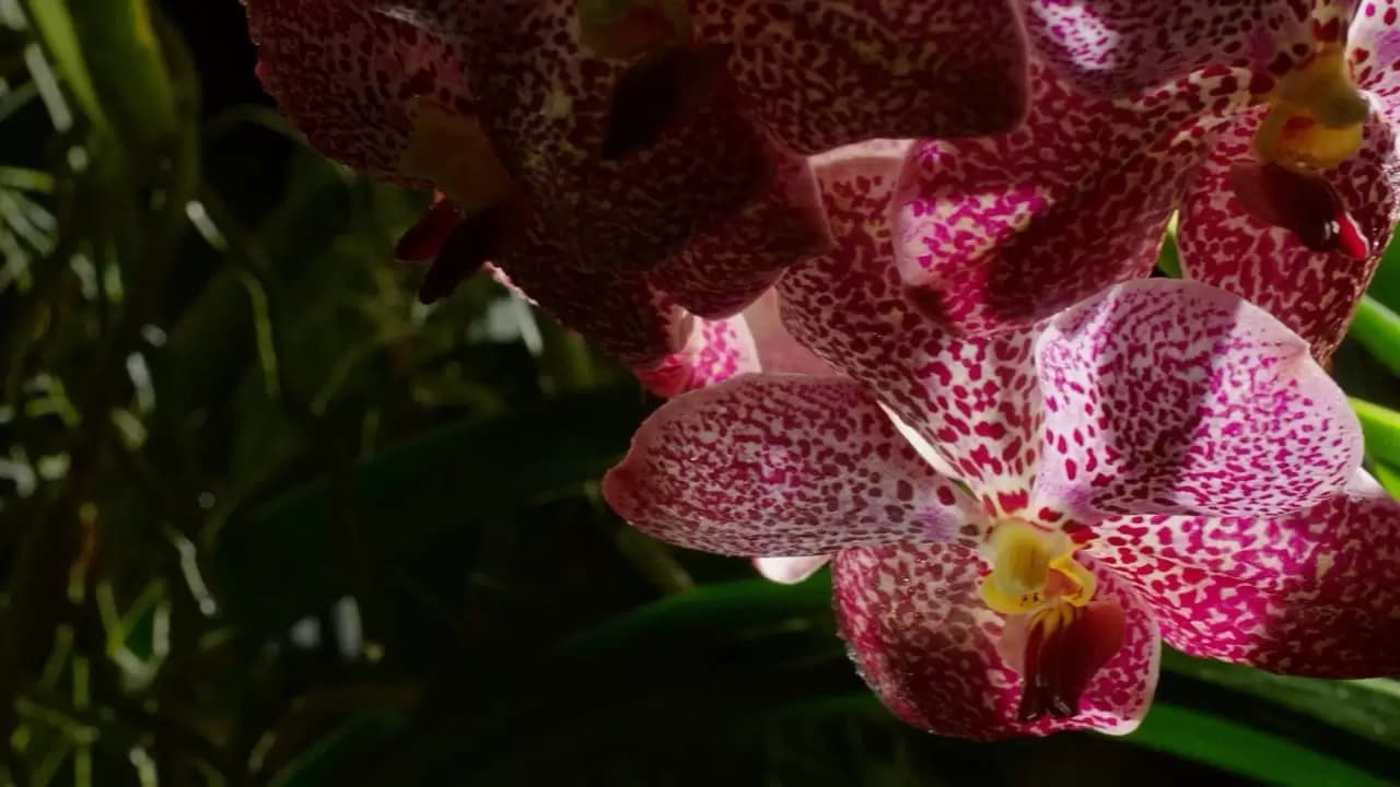 Kingdom of Plants 3D Backdrop