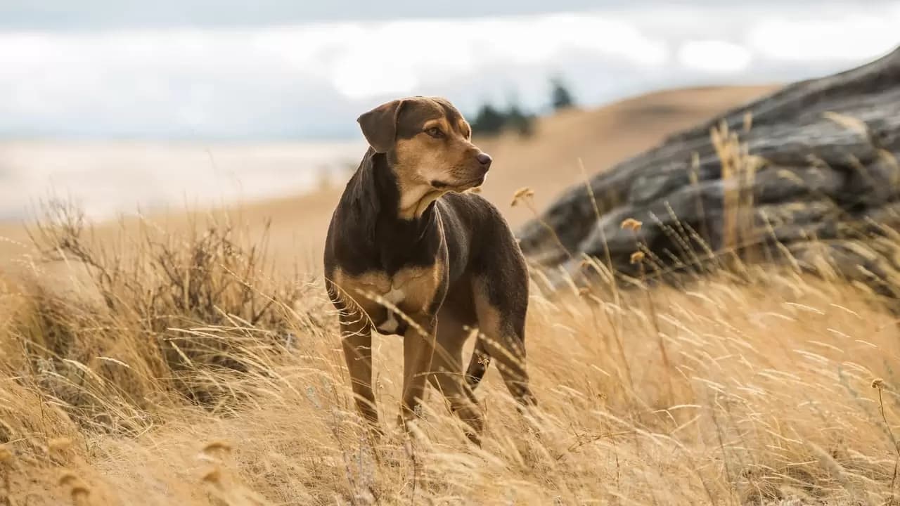 A Dog's Way Home Backdrop