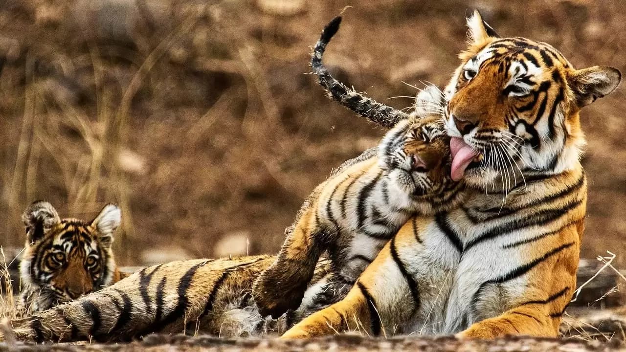My Tiger Family Backdrop