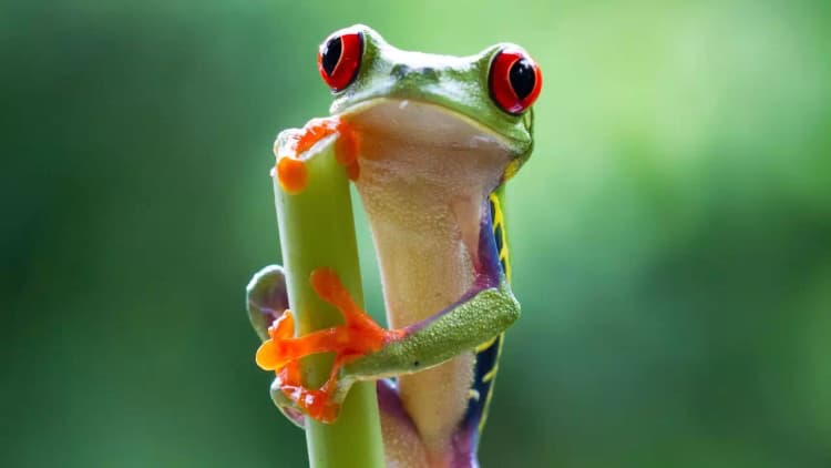 Planet Earth II Poster