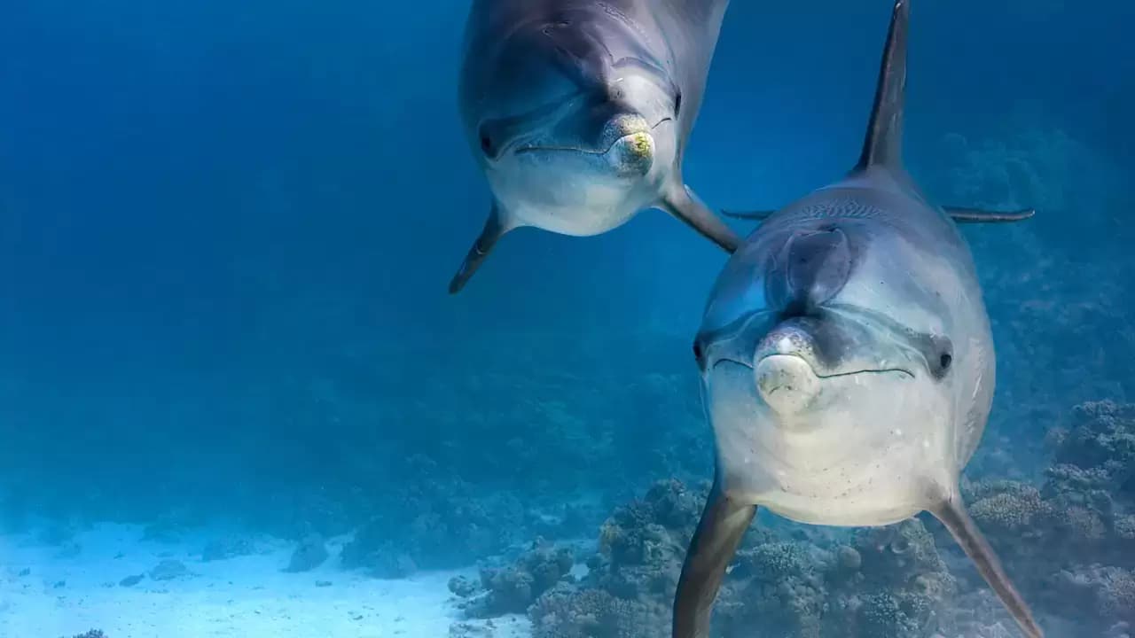 Dolphin Reef Backdrop