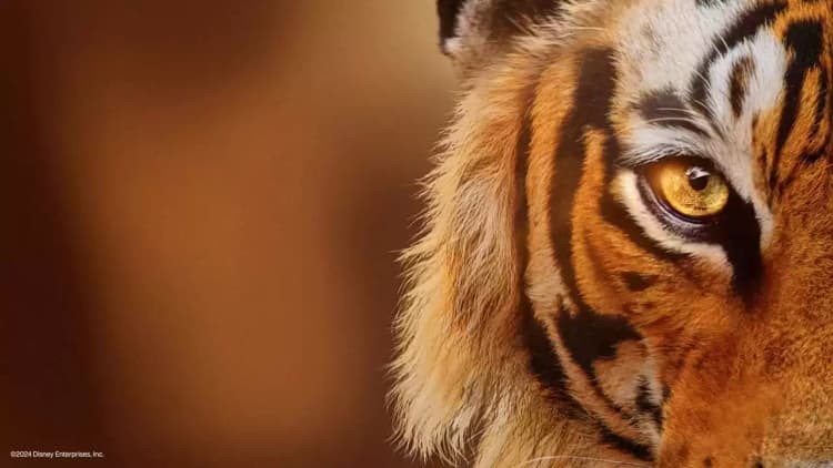 Tigers on the Rise Poster