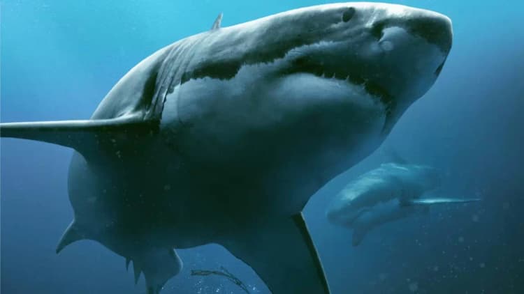 47 Meters Down Poster