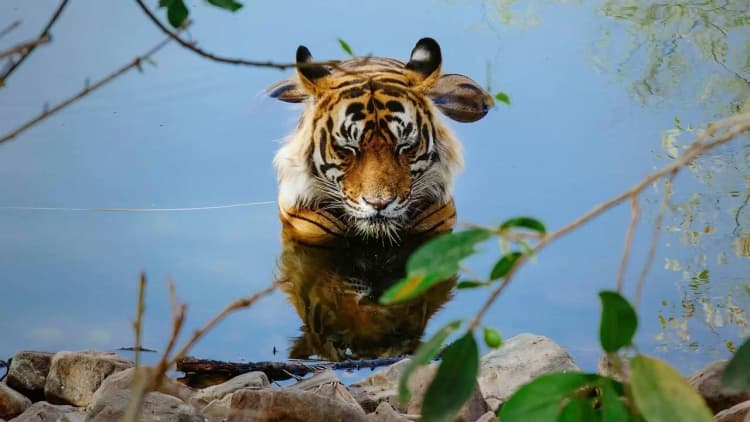 Tiger 24 Poster